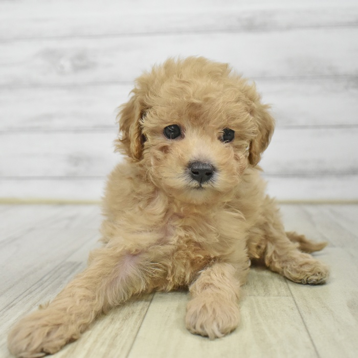 愛知県のトイプードル(トイ) (犬の家＆猫の里エアポートウォーク店/2025年9月13日生まれ/女の子/アプリコット)の子犬の2枚目の画像