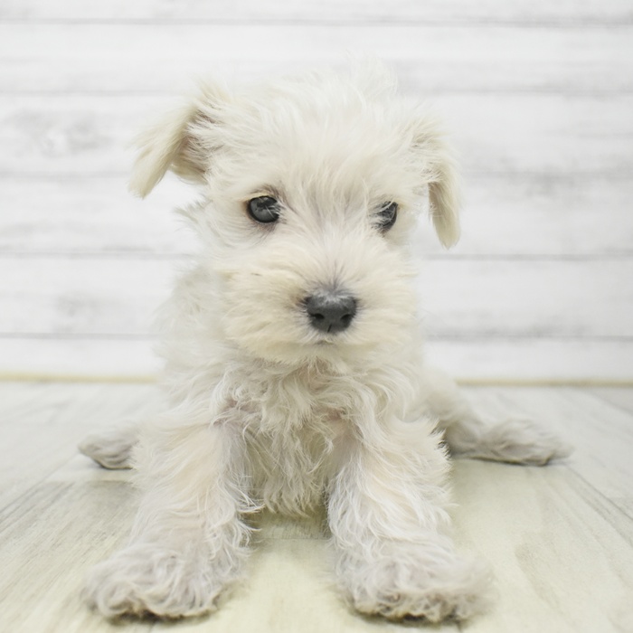 三重県のシュナマル/マルシュナ(シュナウザー×マルチーズ) (犬の家＆猫の里三重桑名店/2025年9月15日生まれ/男の子/ホワイト)の子犬