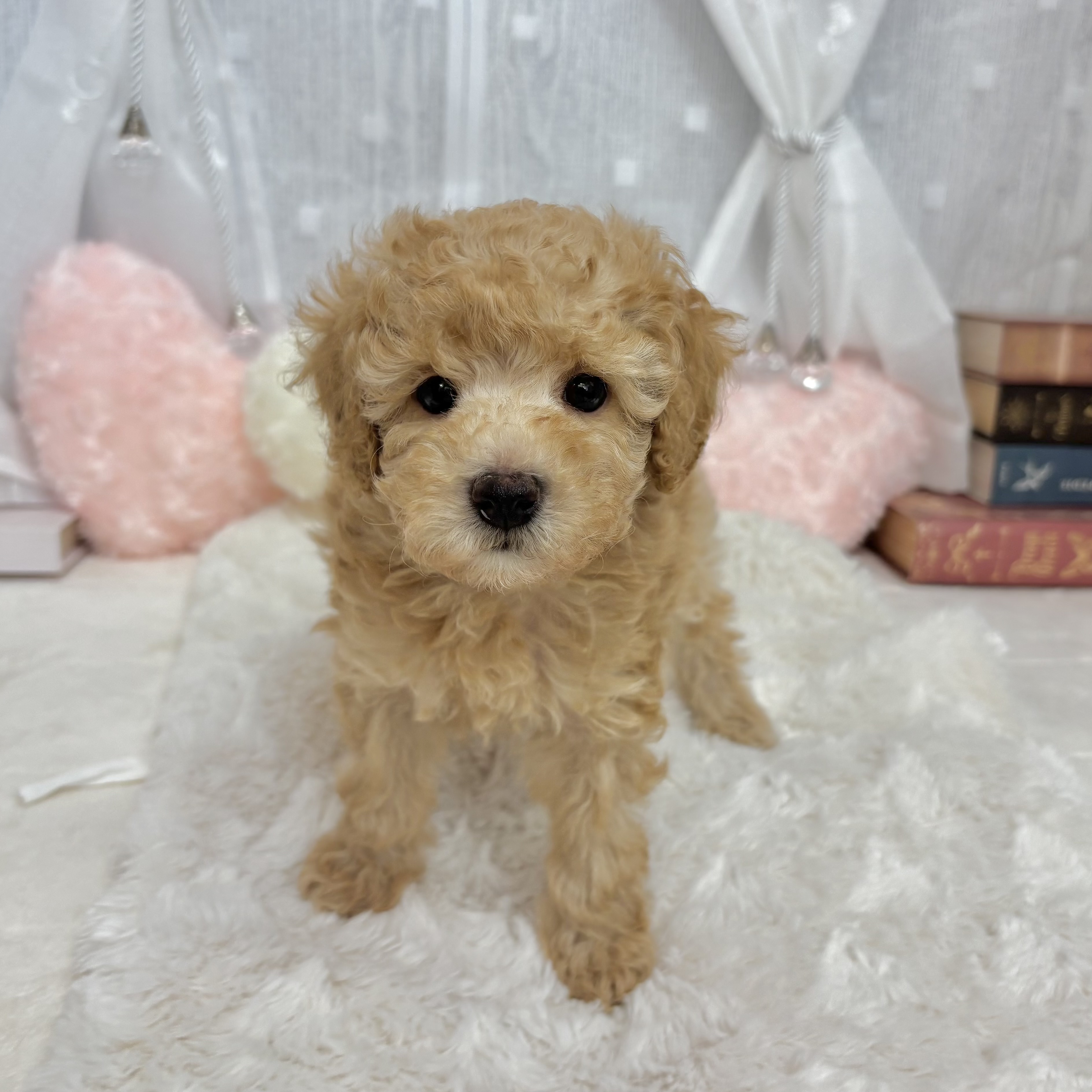 神奈川県のトイプードル(トイ) (犬の家＆猫の里相模原店/2025年9月13日生まれ/男の子/アプリコット)の子犬の2枚目の画像