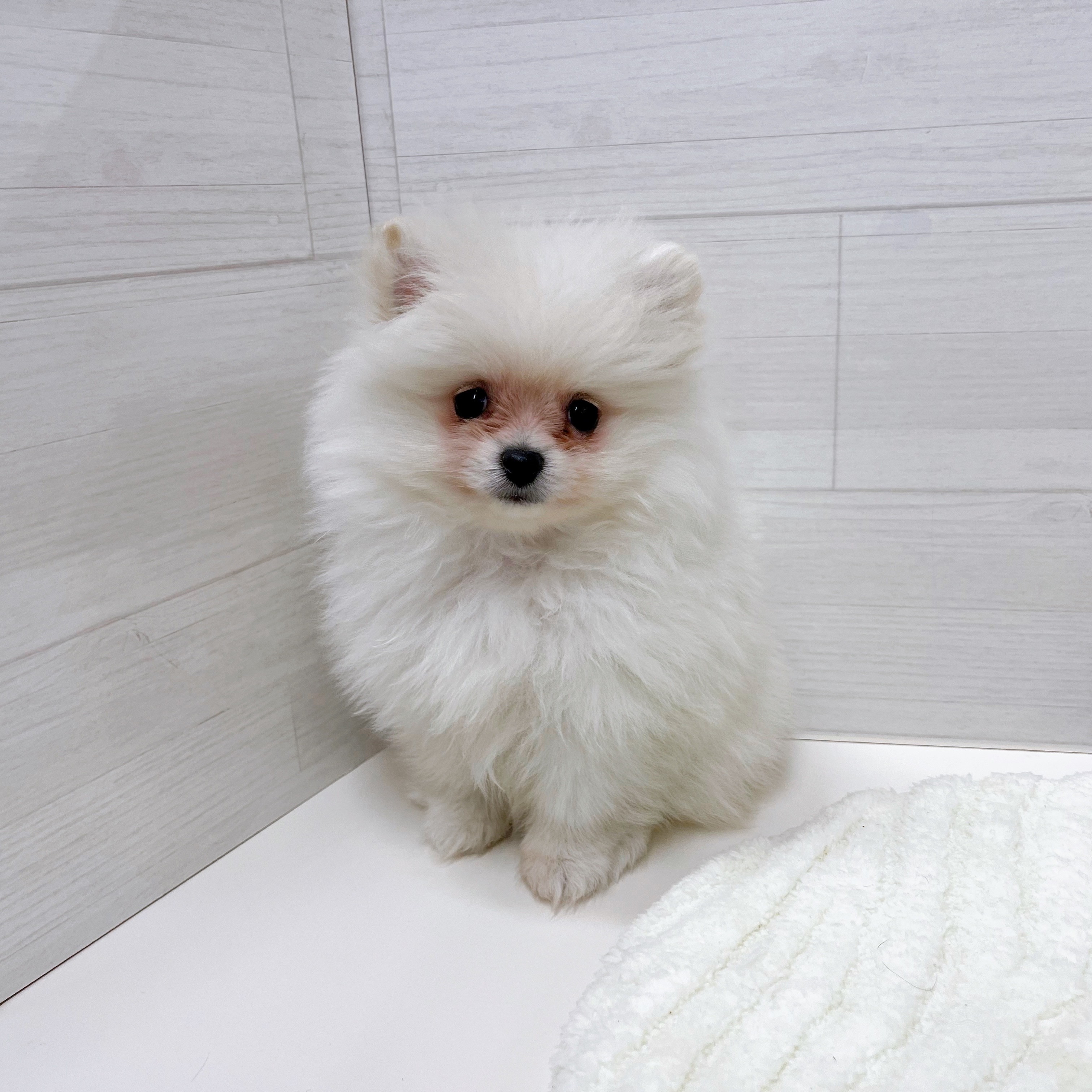 石川県のポメラニアン (犬の家＆猫の里アミーゴ金沢おこばた店/2025年9月15日生まれ/女の子/クリーム)の子犬の1枚目の画像