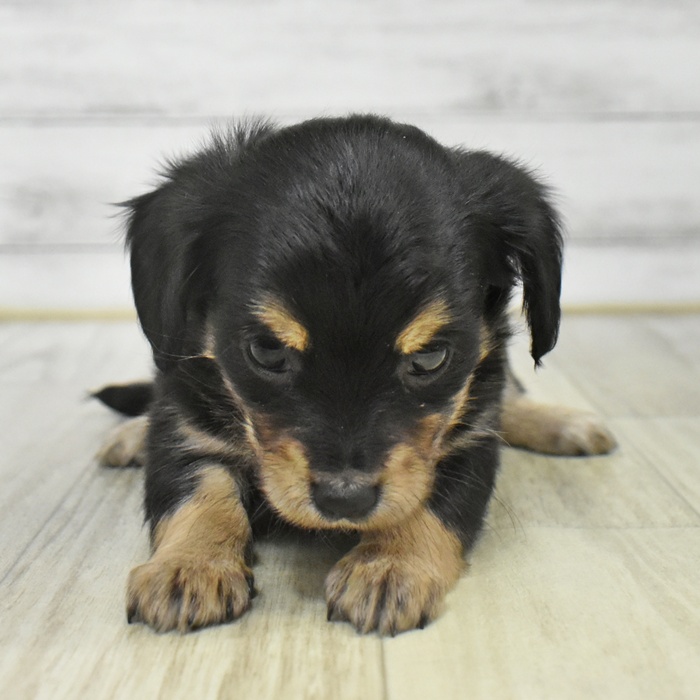 富山県のチワックス(チワワ×ダックス) (犬の家＆猫の里アミーゴ山室店/2025年9月14日生まれ/女の子/ブラックタン)の子犬