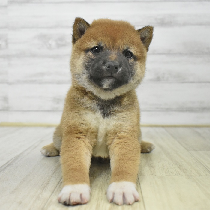 岐阜県の豆柴 (犬の家＆猫の里中津川店/2025年9月15日生まれ/男の子/赤)の子犬