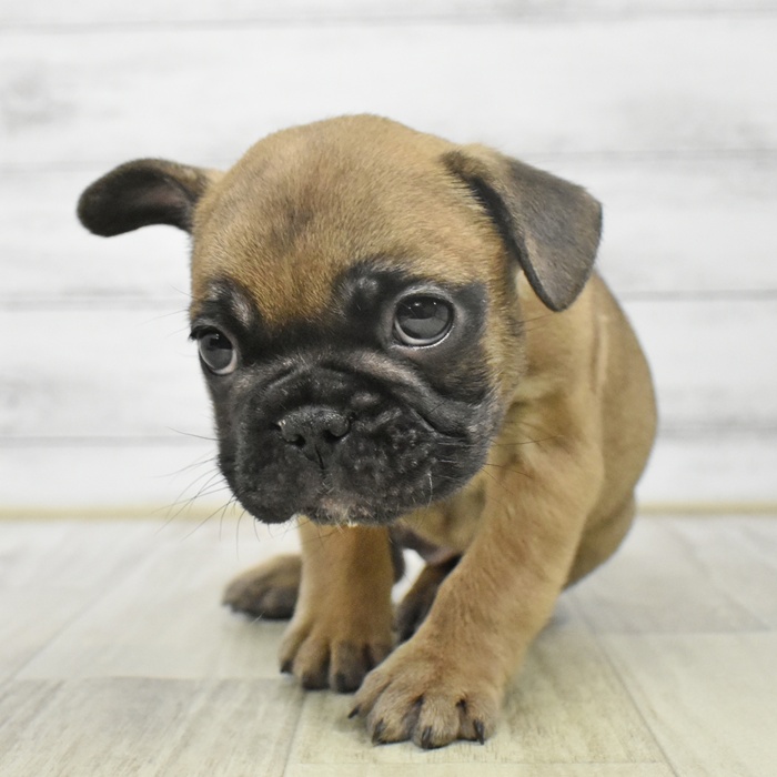 静岡県のフレンチブルドッグ (犬の家＆猫の里藤枝店/2025年9月15日生まれ/男の子/フォーンホワイト)の子犬