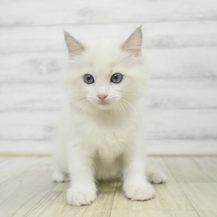 千葉県のラグドール (犬の家＆猫の里BIGHOPガーデンモール印西店/2025年9月14日生まれ/男の子/ブルーポイントバイカラー)の子猫の3枚目の画像