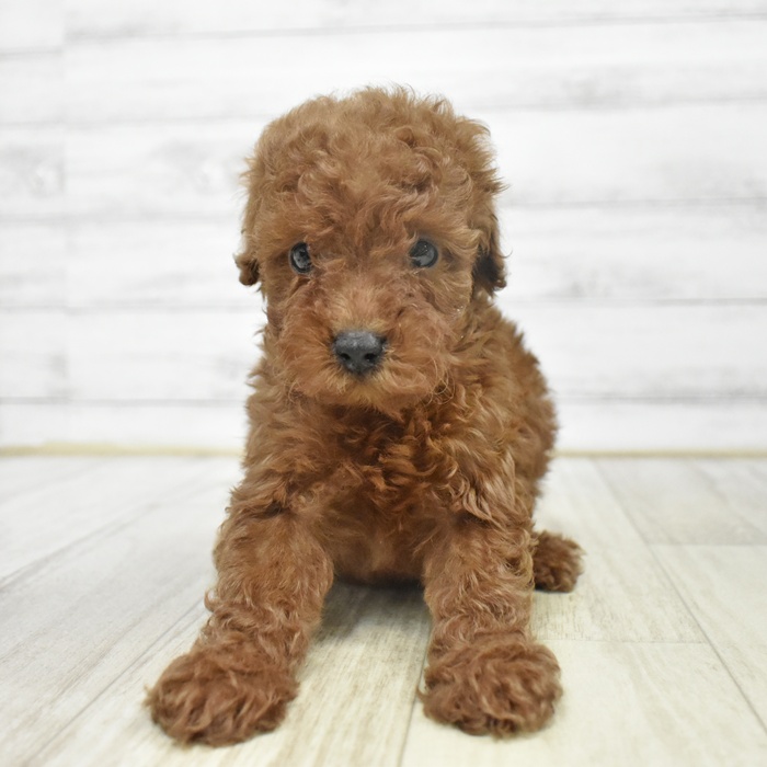 静岡県のトイプードル(トイ) (犬の家＆猫の里プレ葉ウォーク浜北店/2025年9月13日生まれ/男の子/レッド)の子犬