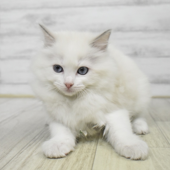 静岡県のラグドール (犬の家＆猫の里富士店/2025年9月14日生まれ/女の子/ブルーポイントバイカラー)の子猫の2枚目の画像