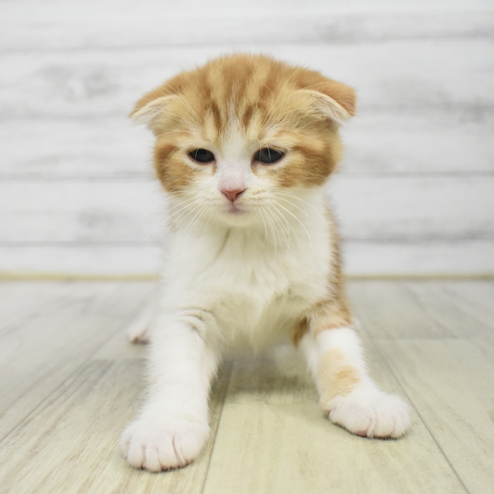 静岡県のスコティッシュフォールド (犬の家＆猫の里マークイズ静岡店/2025年9月13日生まれ/女の子/レッドタビーホワイト)の子猫