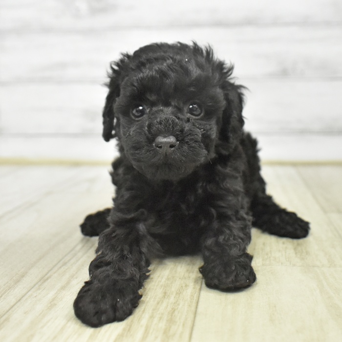 福岡県のトイプードル(タイニー) (犬の家＆猫の里シュロアモール筑紫野店/2025年9月16日生まれ/女の子/ブラック)の子犬