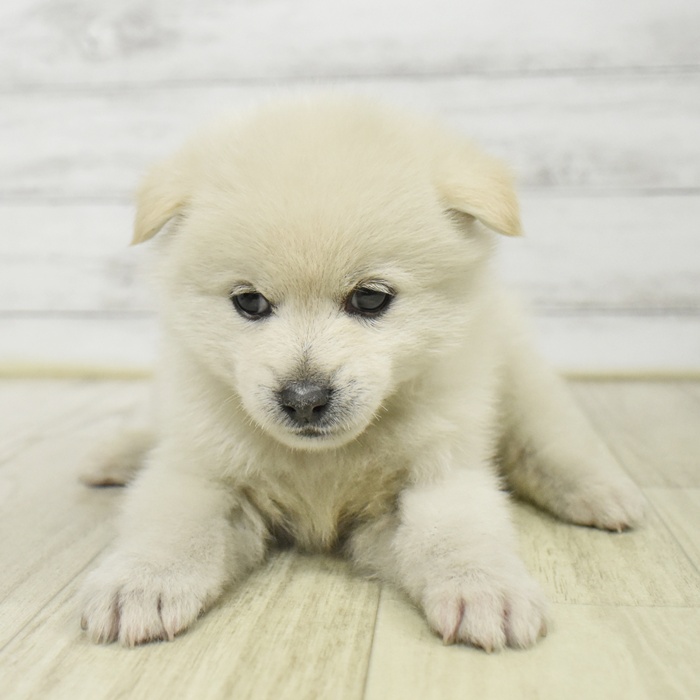 静岡県のポメ柴/豆ポメ/ポメ豆柴(ポメラニアン×柴犬) (犬の家＆猫の里プレ葉ウォーク浜北店/2025年9月15日生まれ/男の子/白)の子犬