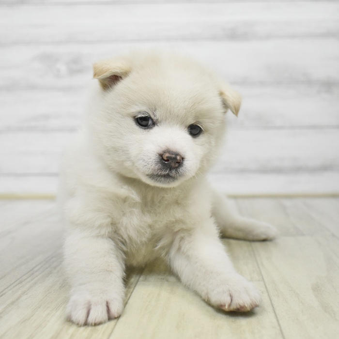石川県のポメ柴/豆ポメ/ポメ豆柴(ポメラニアン×柴犬) (犬の家＆猫の里アミーゴ金沢有松店/2025年9月15日生まれ/男の子/白)の子犬の2枚目の画像