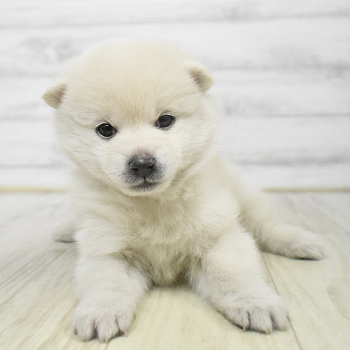 神奈川県のポメ柴/豆ポメ/ポメ豆柴(ポメラニアン×柴犬) (犬の家＆猫の里モザイクモール港北店/2025年9月15日生まれ/女の子/白)の子犬