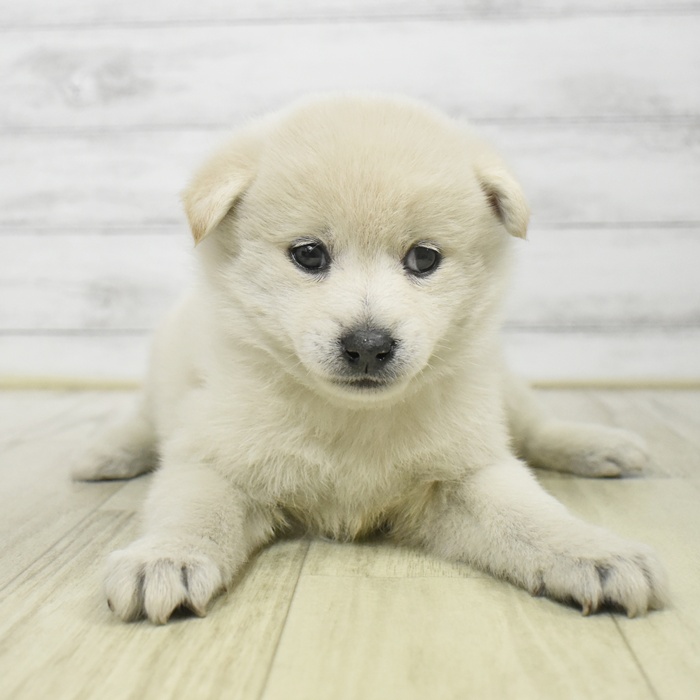 福井県のポメ柴/豆ポメ/ポメ豆柴(ポメラニアン×柴犬) (犬の家＆猫の里アミーゴ福井店/2025年9月15日生まれ/女の子/白)の子犬の2枚目の画像