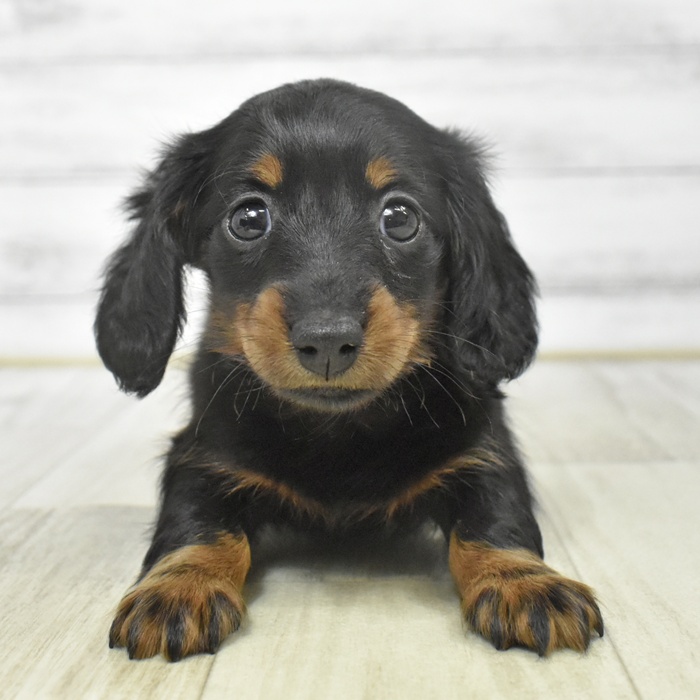 福井県のミニチュアダックスフンド(ロング) (犬の家＆猫の里アミーゴ福井店/2025年9月14日生まれ/女の子/ブラックタン)の子犬