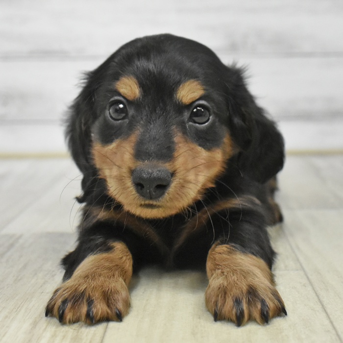 愛知県のミニチュアダックスフンド(ロング) (犬の家＆猫の里エアポートウォーク店/2025年9月16日生まれ/男の子/ブラックタン)の子犬の2枚目の画像