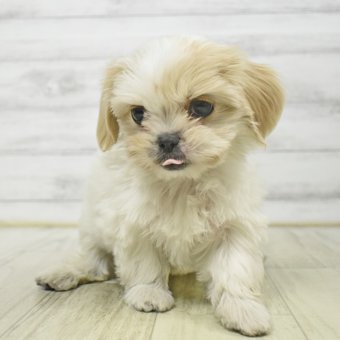 静岡県のマルキャバ/キャバチーズ(マルチーズ×キャバリア) (犬の家＆猫の里藤枝店/2025年9月12日生まれ/女の子/ブレンハイム)の子犬