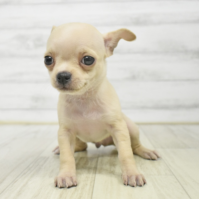 静岡県のチワワ(スムース) (犬の家＆猫の里藤枝店/2025年9月15日生まれ/男の子/クリームホワイト)の子犬