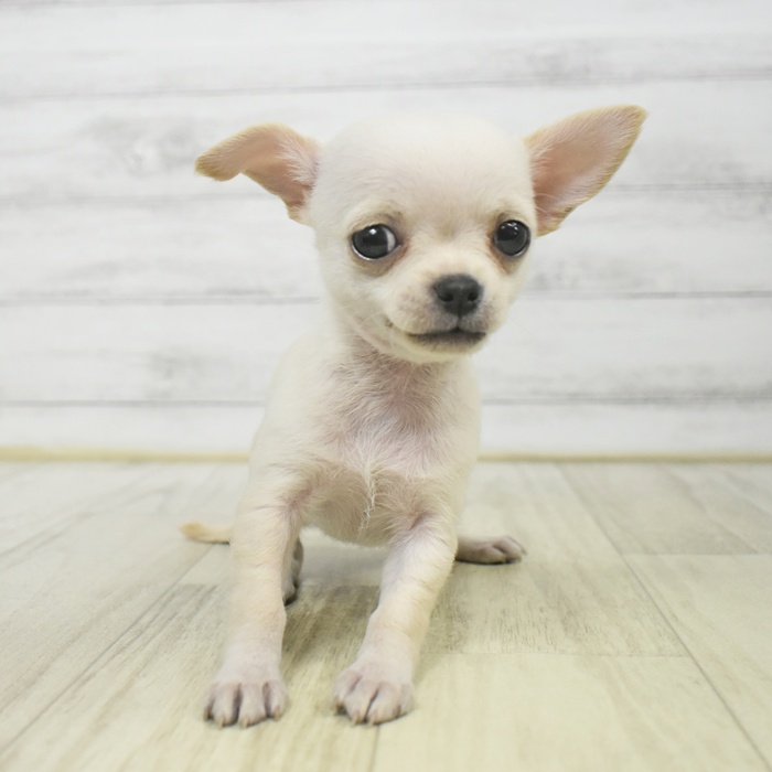 福岡県のチワワ(スムース) (犬の家＆猫の里シュロアモール筑紫野店/2025年9月15日生まれ/女の子/クリームホワイト)の子犬