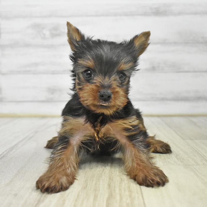 愛知県のヨークシャーテリア (犬の家＆猫の里愛知刈谷店/2025年9月14日生まれ/男の子/スチールブルータン)の子犬の2枚目の画像