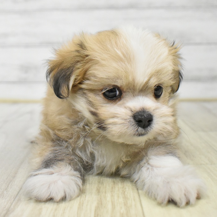 静岡県のチワマル/マルチワ(チワワ×マルチーズ) (犬の家＆猫の里プレ葉ウォーク浜北店/2025年9月13日生まれ/男の子/フォーンホワイト)の子犬