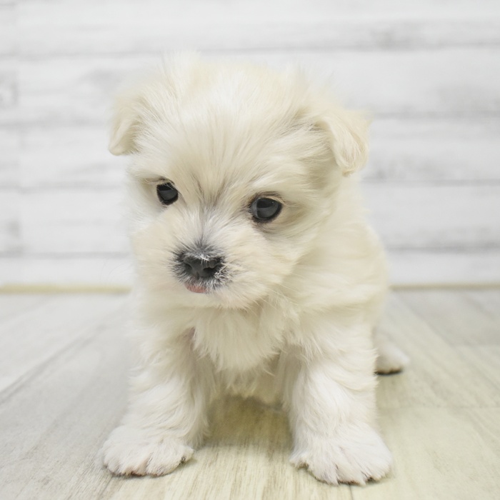 千葉県のマルチーズ (犬の家＆猫の里ワンズモール稲毛店/2025年9月14日生まれ/女の子/ホワイト)の子犬の2枚目の画像