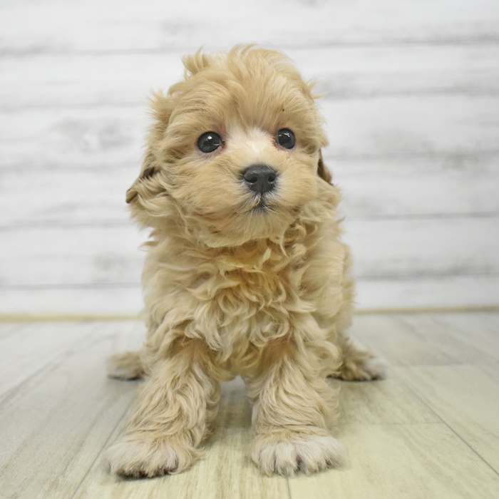 静岡県のマルプー(マルチーズ×プードル) (犬の家＆猫の里マークイズ静岡店/2025年9月13日生まれ/男の子/アプリコット)の子犬
