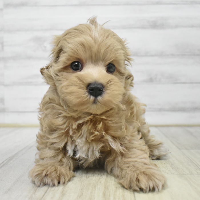 三重県のマルプー(マルチーズ×プードル) (犬の家＆猫の里三重桑名店/2025年9月13日生まれ/男の子/アプリコット)の子犬