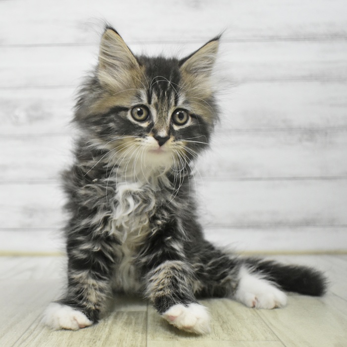 福井県のサイベリアン (犬の家＆猫の里アミーゴ福井店/2025年9月16日生まれ/男の子/ブラウンタビーホワイト)の子猫の4枚目の画像