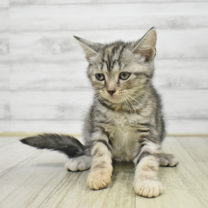 福岡県のアメリカンショートヘアー (犬の家＆猫の里シュロアモール筑紫野店/2025年9月16日生まれ/女の子/シルバーパッチドタビー)の子猫