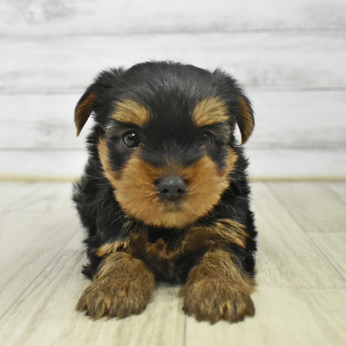静岡県のヨークシャーテリア (犬の家＆猫の里マークイズ静岡店/2025年9月15日生まれ/女の子/スチールブルータン)の子犬