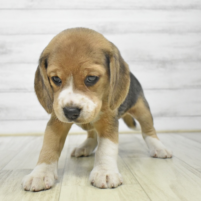 静岡県のビーグル (犬の家＆猫の里プレ葉ウォーク浜北店/2025年9月14日生まれ/女の子/ブラックタンホワイト)の子犬