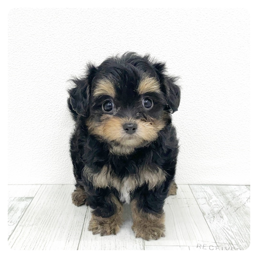 福岡県のチワプー/プーチー(チワワ×プードル) (犬の家＆猫の里トリアス久山店/2025年9月14日生まれ/女の子/ブラックタン)の子犬