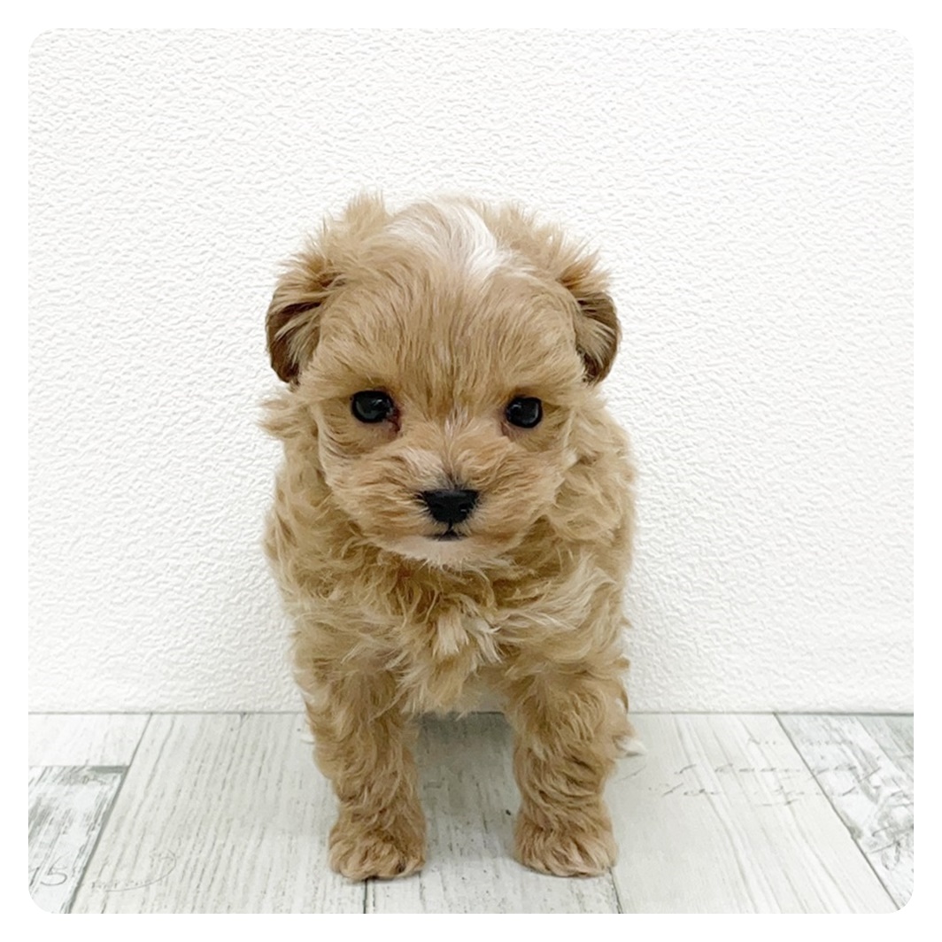 福岡県のマルプー(マルチーズ×プードル) (犬の家＆猫の里トリアス久山店/2025年9月14日生まれ/男の子/アプリコット)の子犬