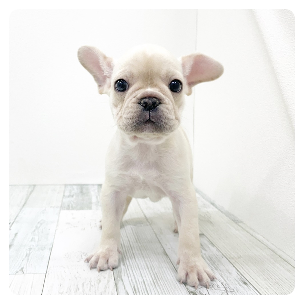 福岡県のフレンチブルドッグ (犬の家＆猫の里トリアス久山店/2025年9月16日生まれ/女の子/クリーム)の子犬