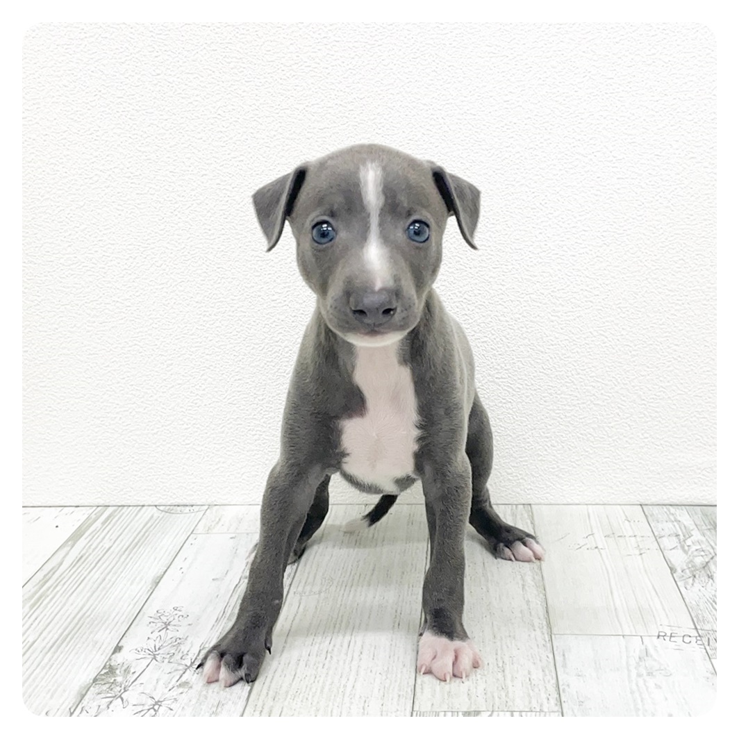 福岡県のイタリアングレーハウンド (犬の家＆猫の里シュロアモール筑紫野店/2025年9月16日生まれ/男の子/ブルーホワイト)の子犬