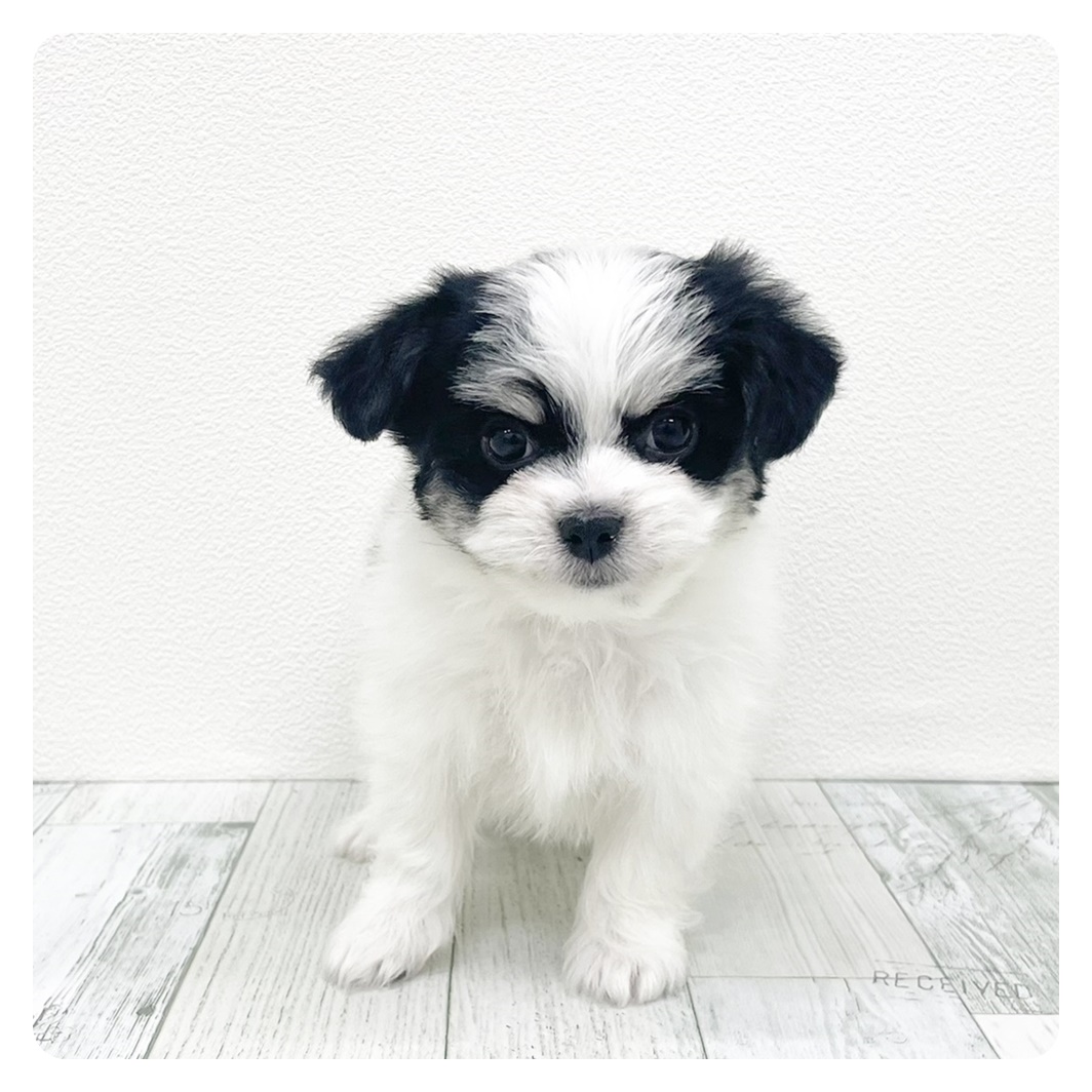 福岡県のチワマル/マルチワ(チワワ×マルチーズ) (犬の家＆猫の里トリアス久山店/2025年9月16日生まれ/女の子/ホワイト＆ブラック、タン)の子犬