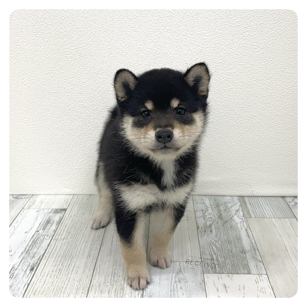 福岡県の豆柴 (犬の家＆猫の里シュロアモール筑紫野店/2025年9月16日生まれ/女の子/黒)の子犬