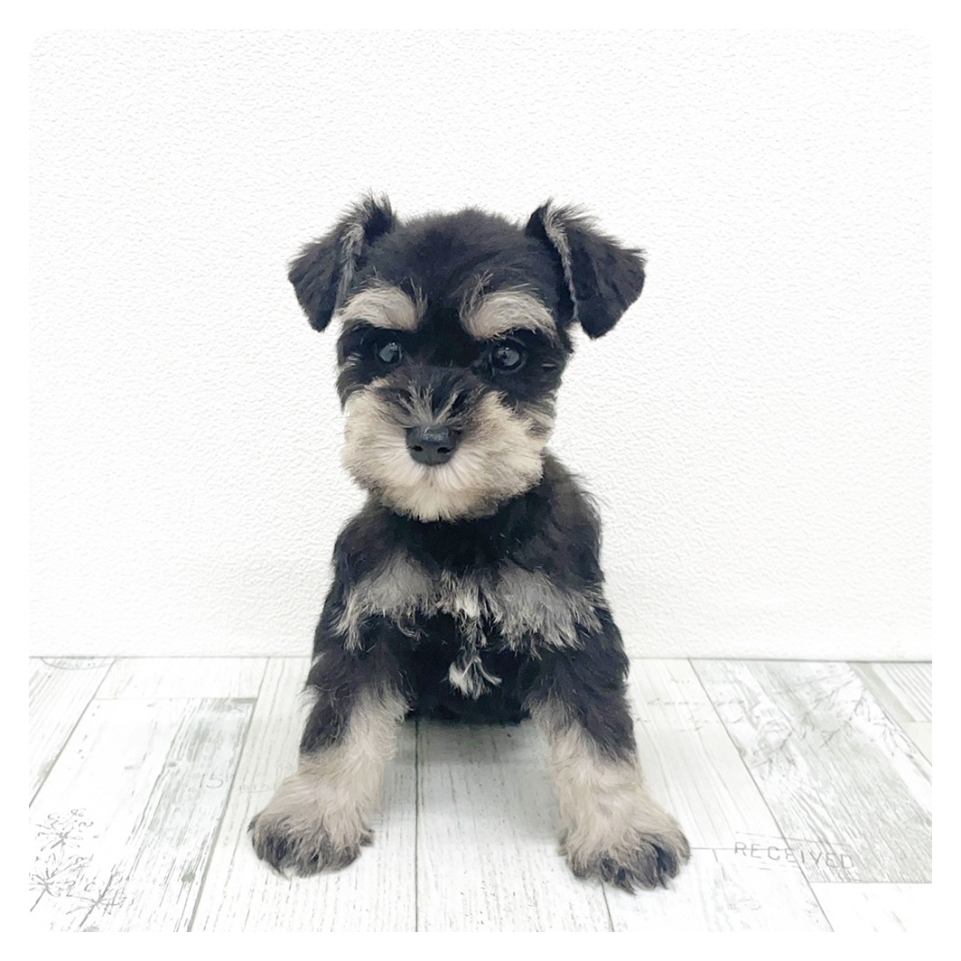 福岡県のミニチュアシュナウザー (犬の家＆猫の里トリアス久山店/2025年9月13日生まれ/女の子/ブラックシルバー)の子犬