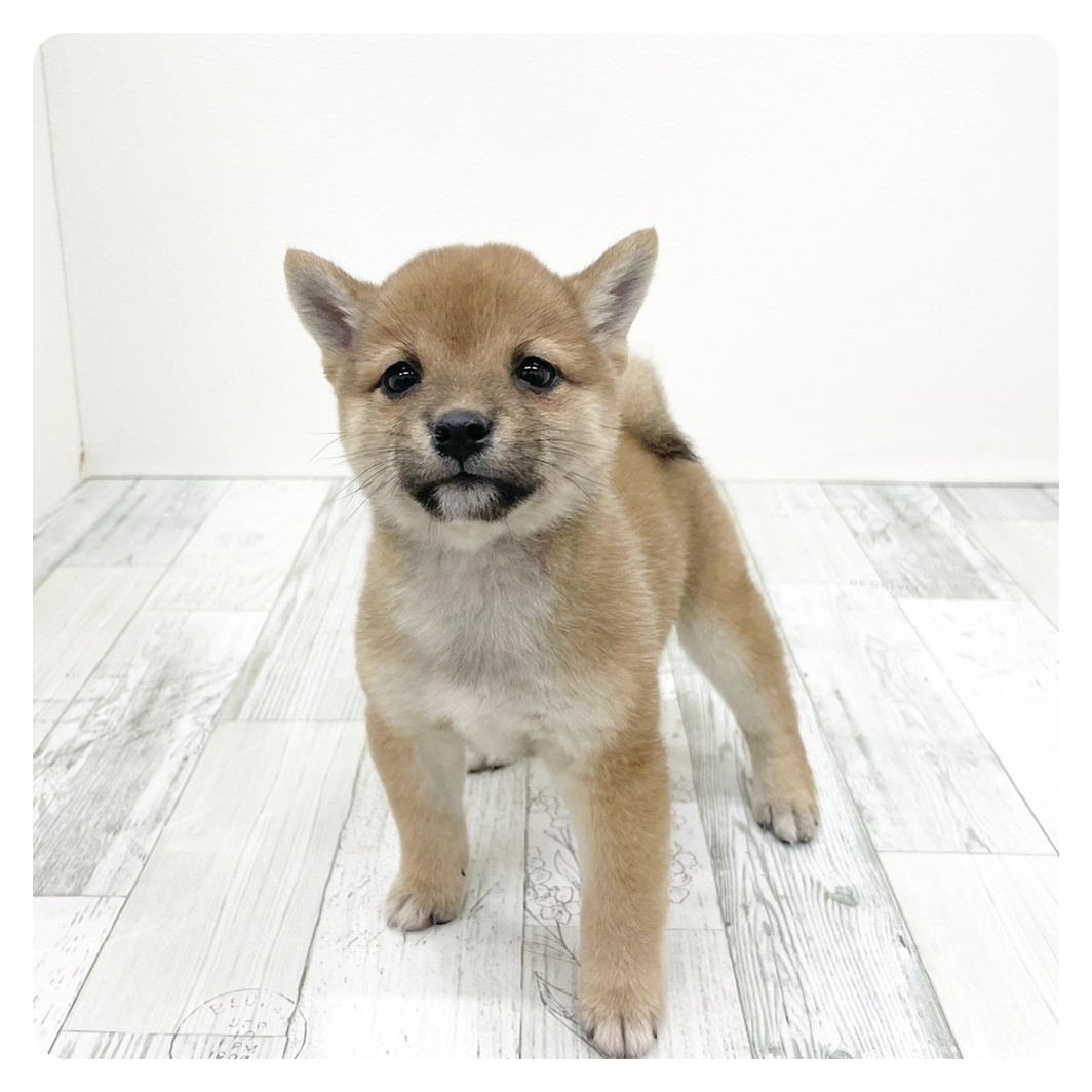 福岡県の豆柴 (犬の家＆猫の里トリアス久山店/2025年9月15日生まれ/女の子/赤)の子犬