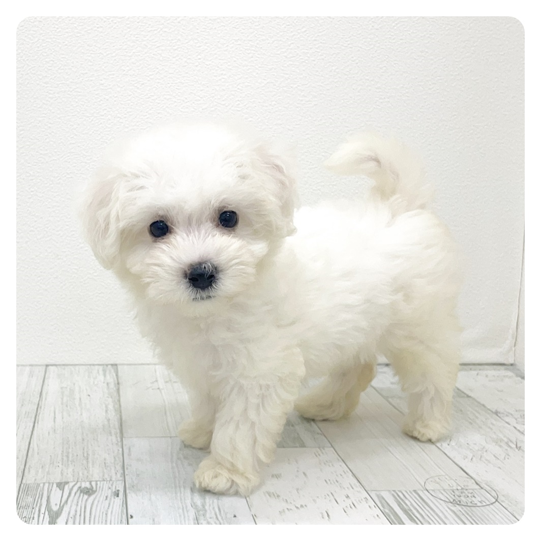 福岡県のビションフリーゼ (犬の家＆猫の里シュロアモール筑紫野店/2025年9月13日生まれ/女の子/ホワイト)の子犬