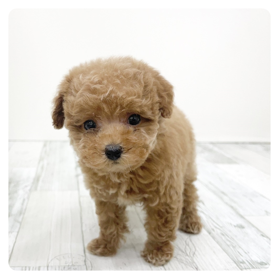 福岡県のトイプードル(トイ) (犬の家＆猫の里トリアス久山店/2025年9月15日生まれ/女の子/レッド)の子犬