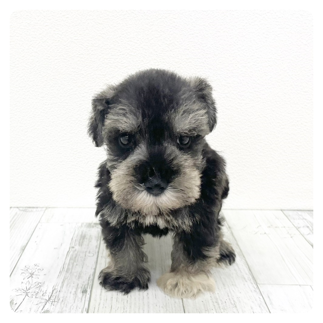 福岡県のミニチュアシュナウザー (犬の家＆猫の里シュロアモール筑紫野店/2025年9月13日生まれ/男の子/ソルトペッパー)の子犬