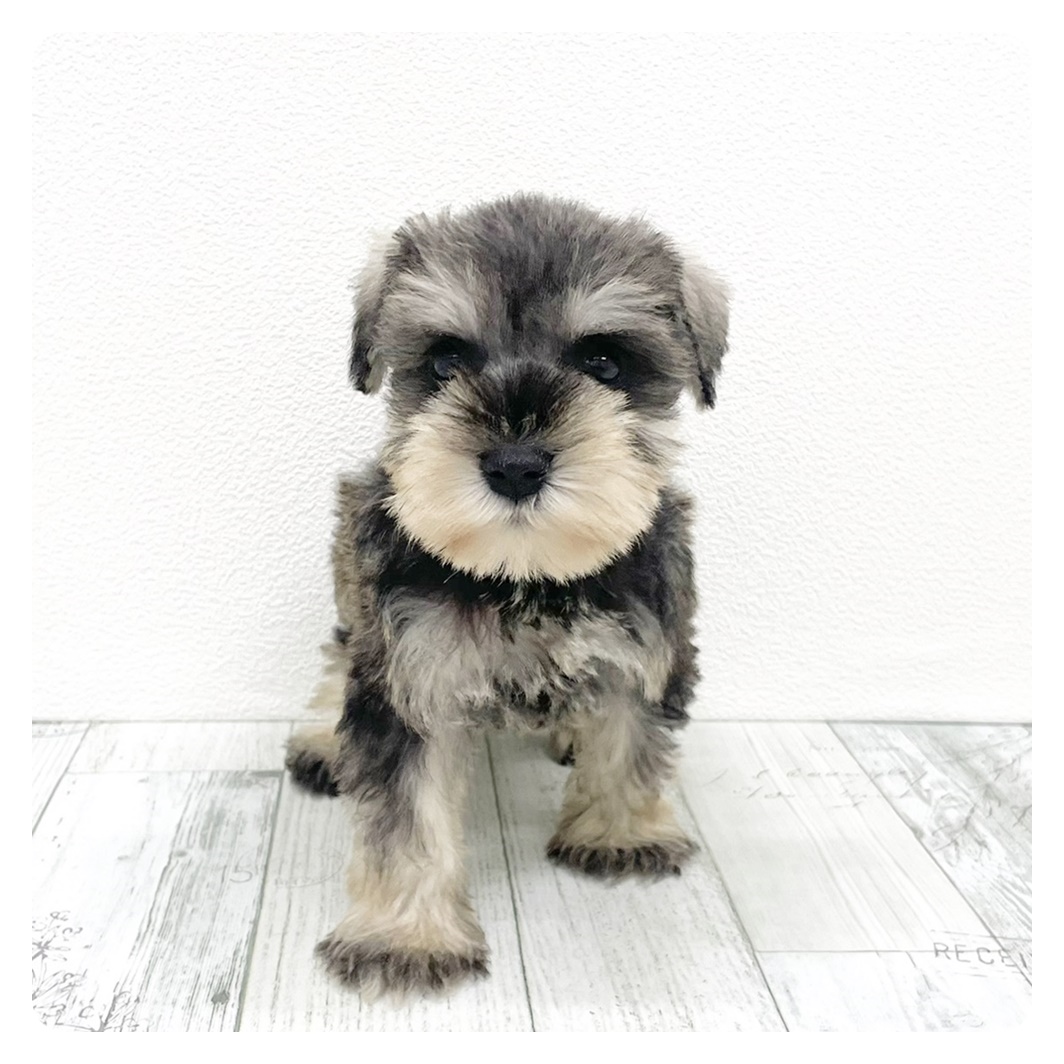 福岡県のミニチュアシュナウザー (犬の家＆猫の里トリアス久山店/2025年9月13日生まれ/男の子/ソルトペッパー)の子犬