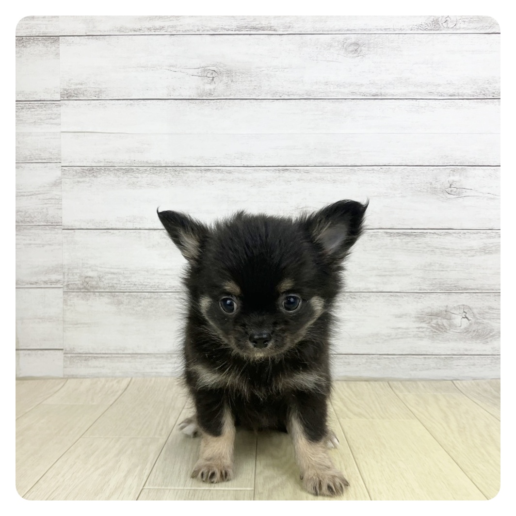 愛知県のチワワ(ロング) (犬の家＆猫の里MiO香久山店/2025年9月15日生まれ/男の子/ブラックタンホワイト)の子犬の2枚目の画像
