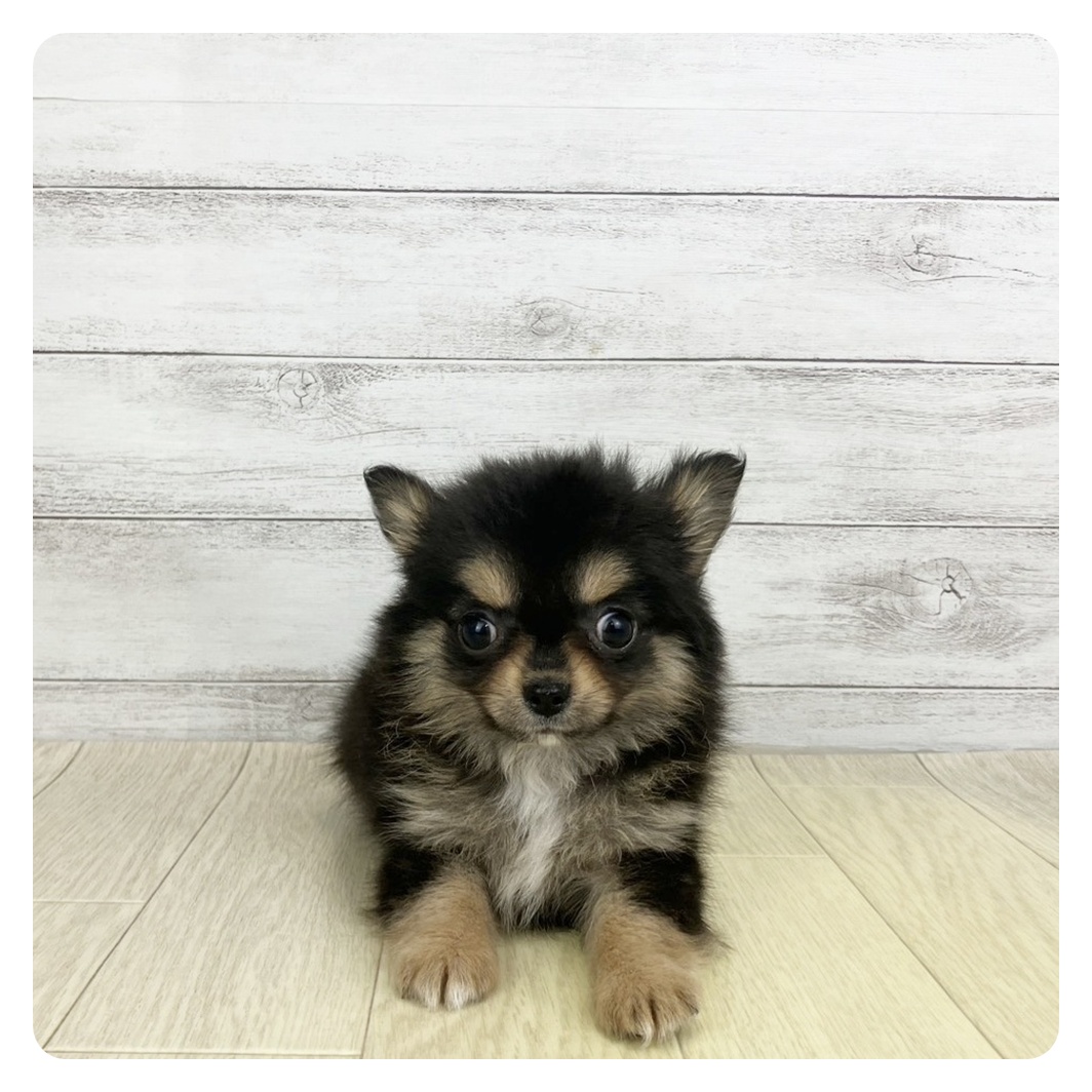 石川県のチワワ(ロング) (犬の家＆猫の里金沢店/2025年9月15日生まれ/女の子/ブラックタンホワイト)の子犬