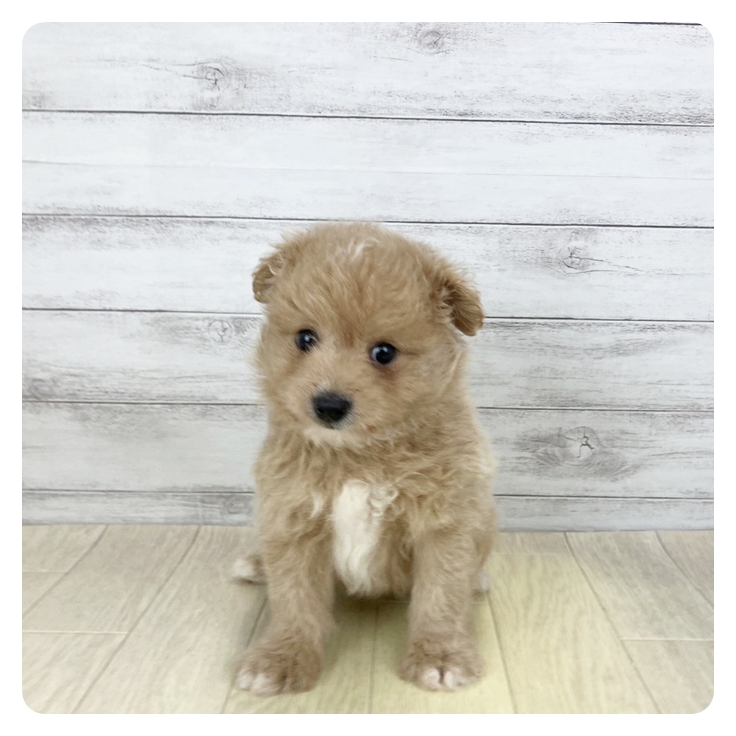岐阜県のポメプー(ポメラニアン×プードル) (犬の家＆猫の里カラフルタウン岐阜店/2025年9月16日生まれ/男の子/アプリコットホワイト)の子犬