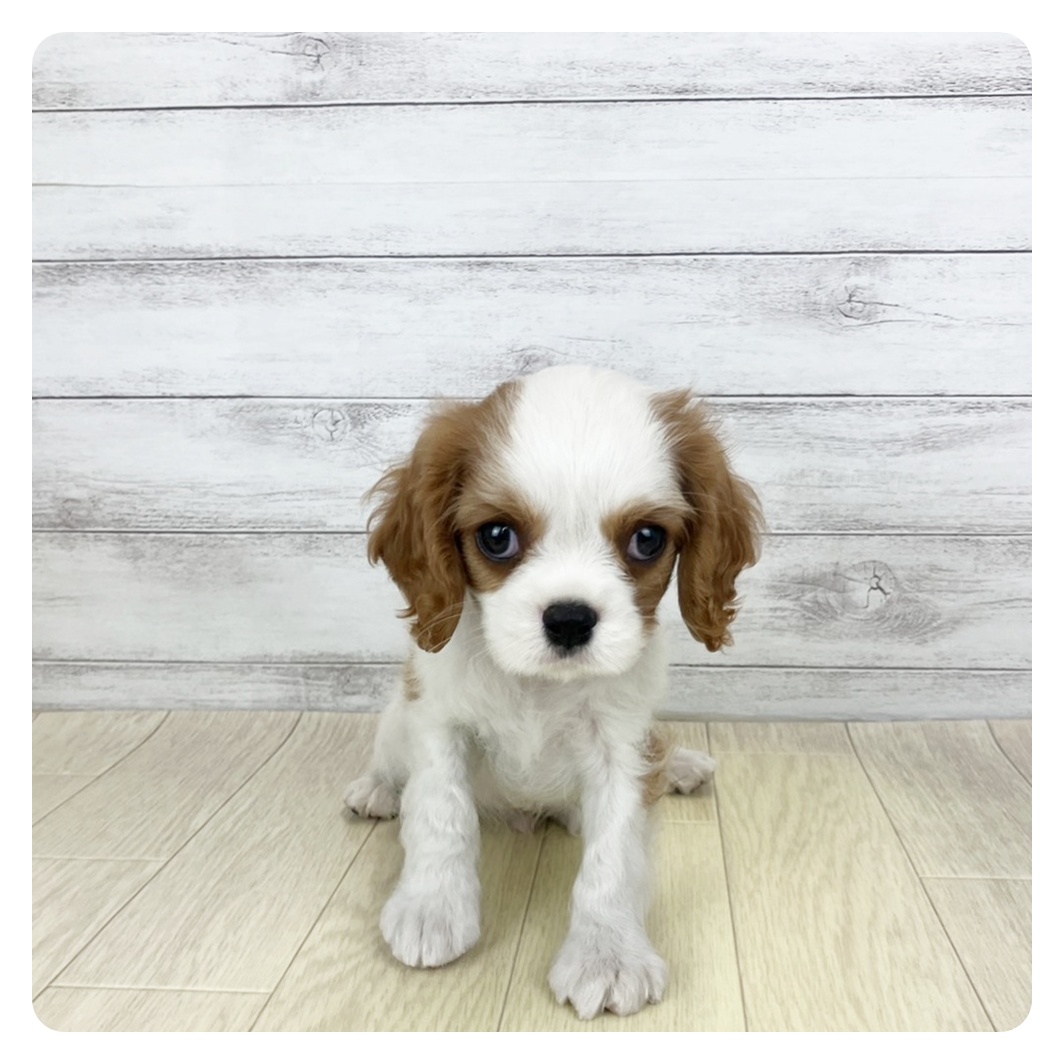 大阪府のキャバリアキングチャールズスパニエル (犬の家＆猫の里吹田店/2025年9月12日生まれ/男の子/ブレンハイム)の子犬の2枚目の画像