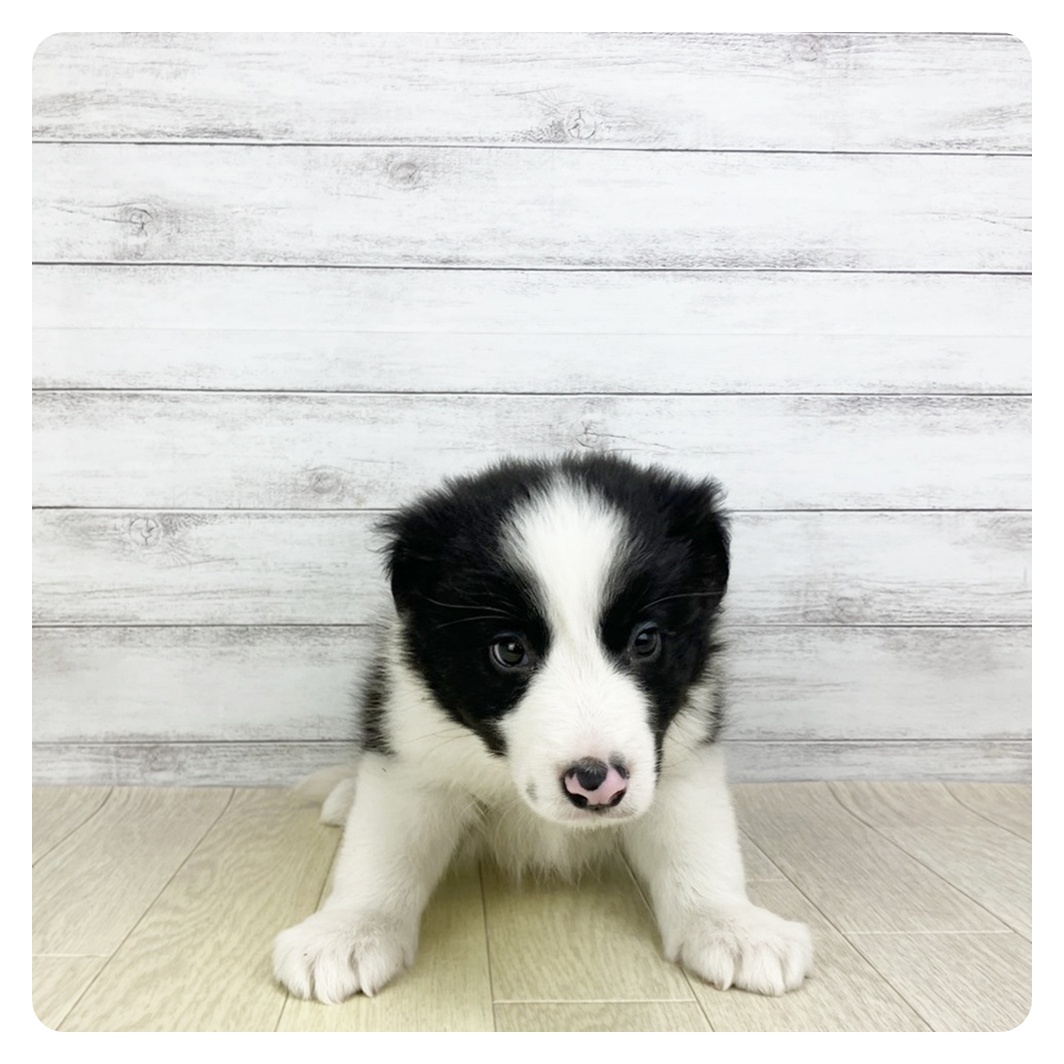 愛知県のボーダーコリー (犬の家＆猫の里碧南店/2025年9月16日生まれ/男の子/ブラックホワイト)の子犬の2枚目の画像