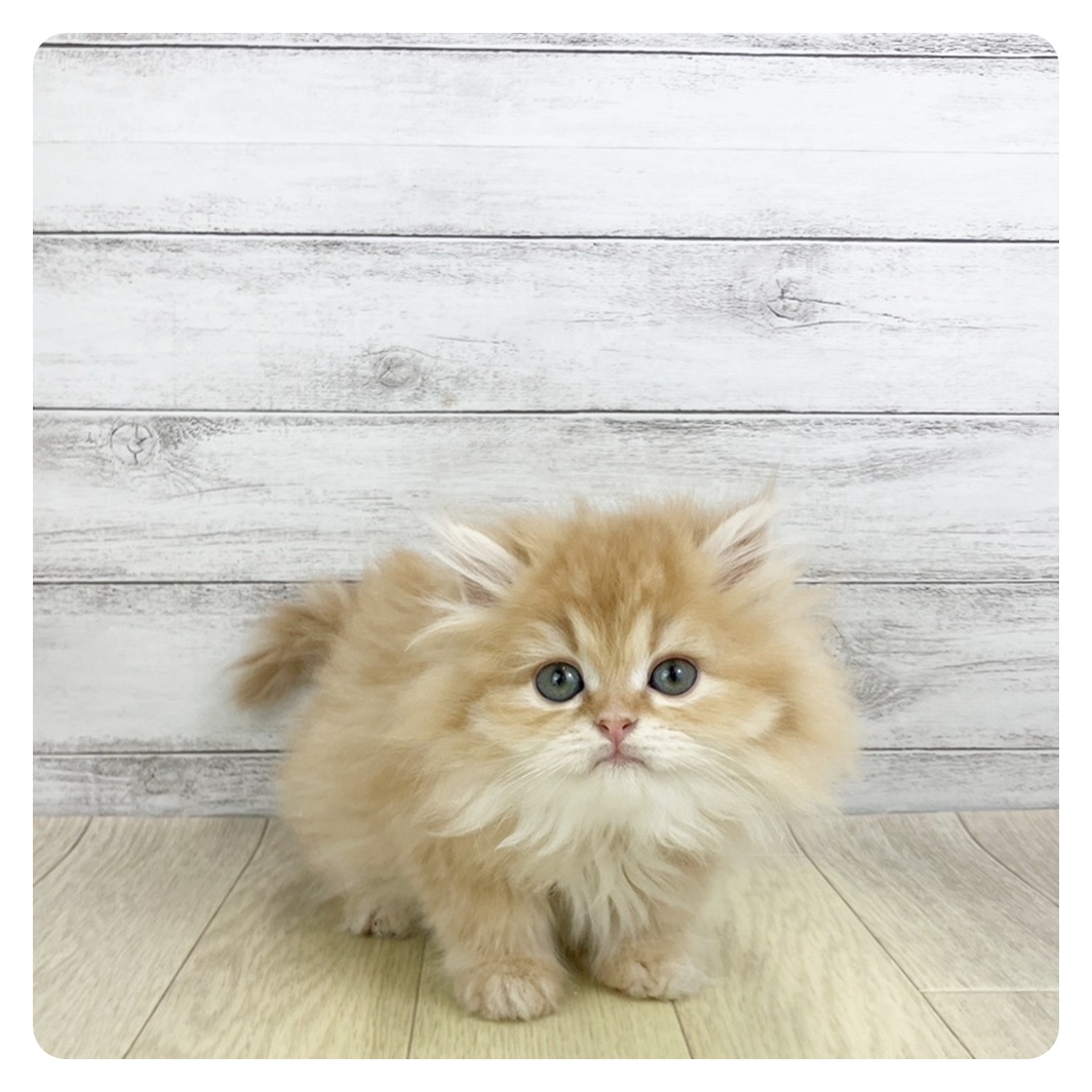 京都府のスコティッシュストレート (犬の家＆猫の里京都精華店/2025年9月14日生まれ/男の子/レッドタビーホワイト)の子猫