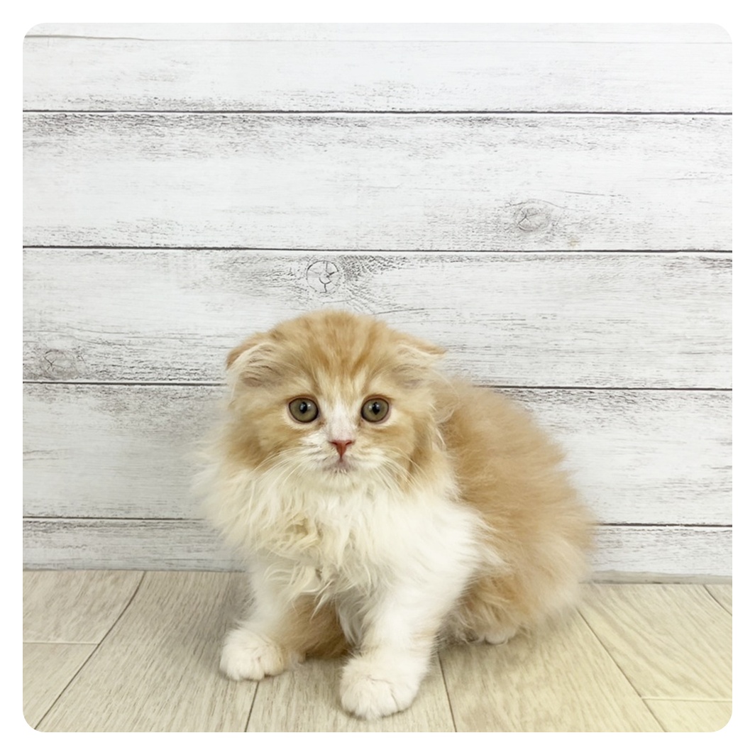 石川県のスコティッシュフォールド (犬の家＆猫の里アミーゴ金沢有松店/2025年9月9日生まれ/女の子/レッドタビーホワイト)の子猫の2枚目の画像