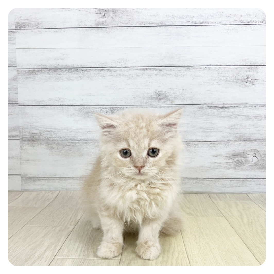 愛知県のスコティッシュフォールド (犬の家＆猫の里アミーゴ神の倉店/2025年9月9日生まれ/女の子/クリームタビー)の子猫の2枚目の画像